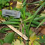 Dianthus barbatus Holborn Glory